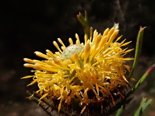 PA220564a.jpg